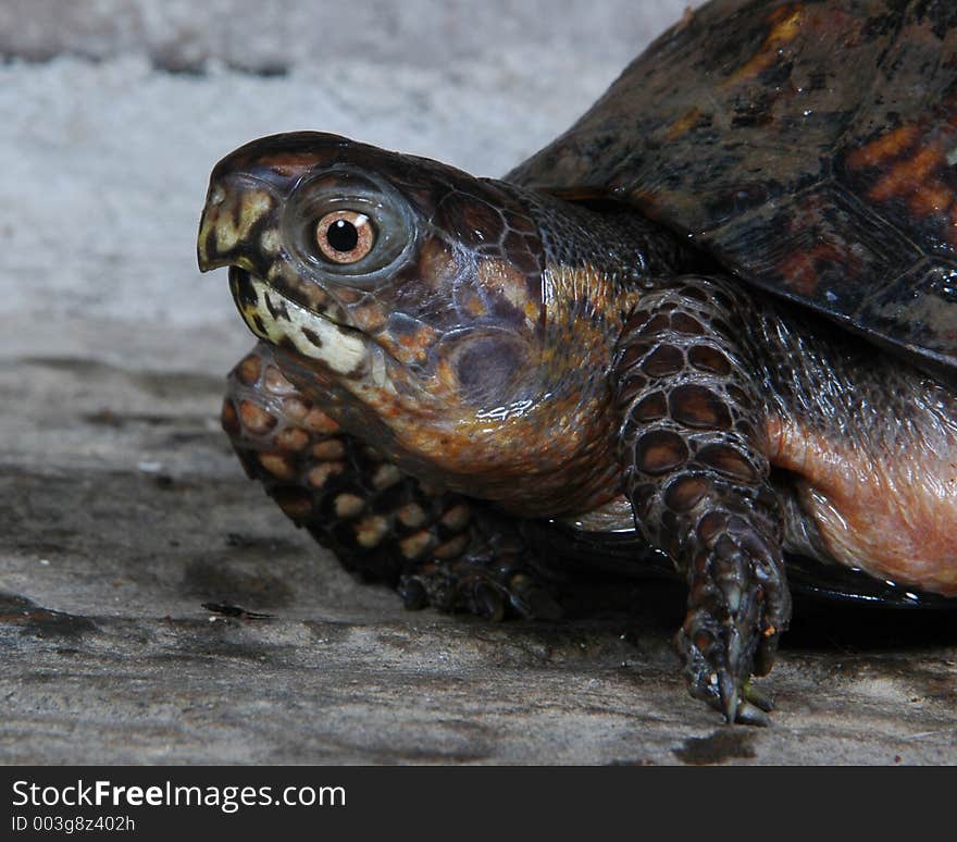 Box turtle head and legs. Box turtle head and legs