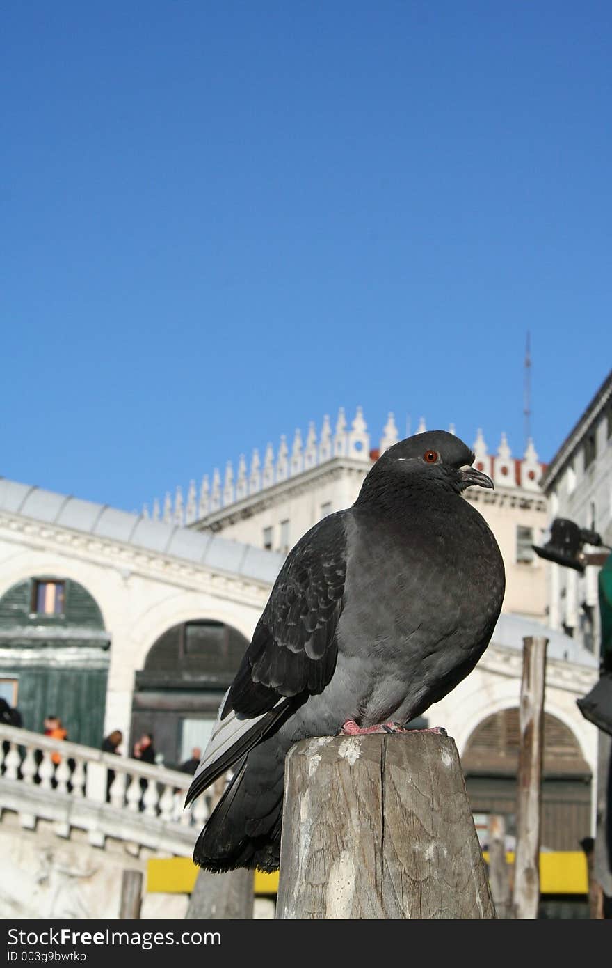 Venetian pigeon