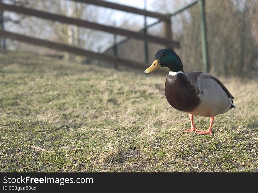 Little duck in front of a fence. Shallow Depth, focus on the duck's head. Little duck in front of a fence. Shallow Depth, focus on the duck's head.