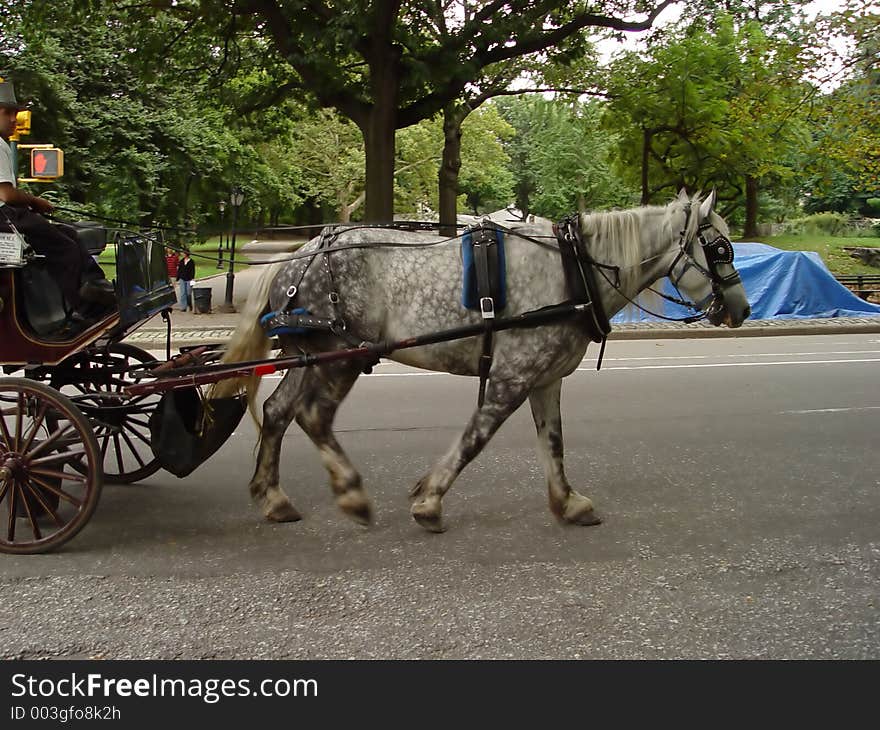 New York Horse