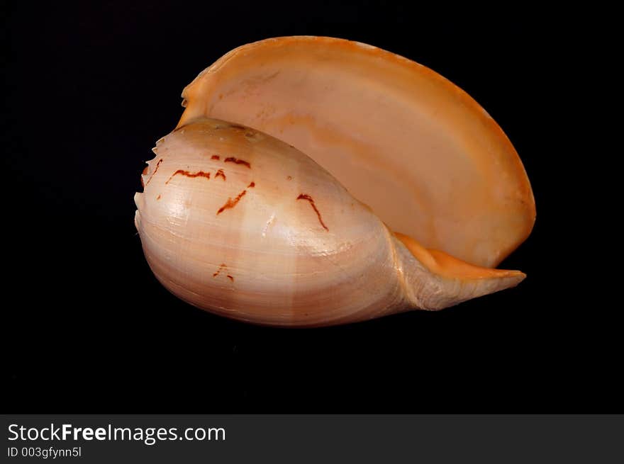 Large tropical seashell. Large tropical seashell