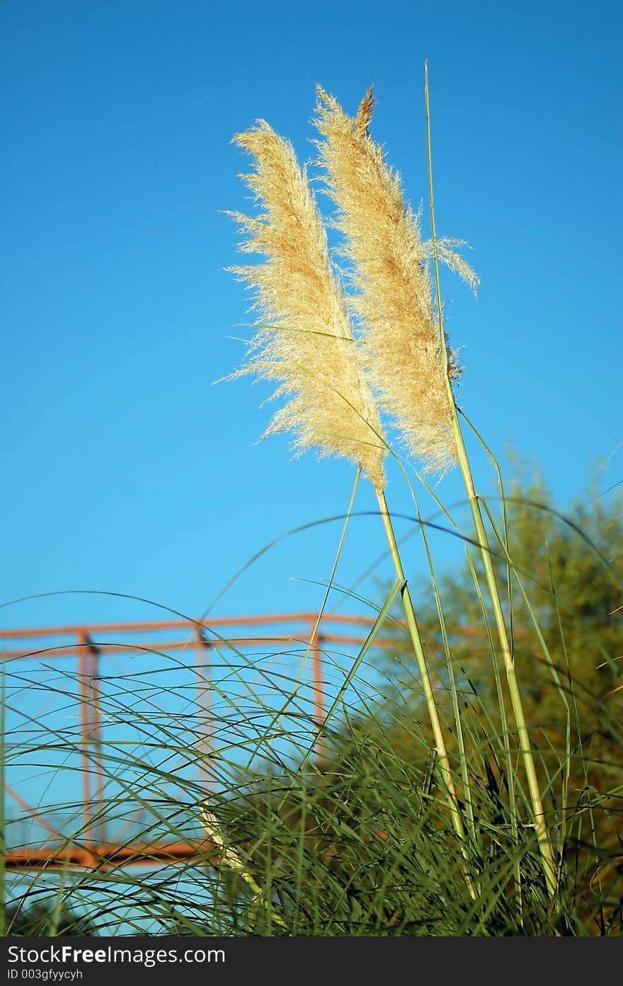 Reed grass with a bridge crossing the river in the background