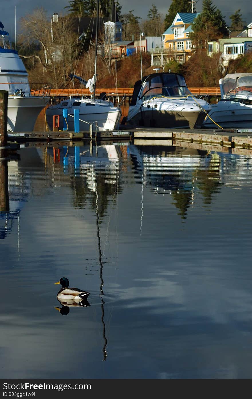 Boats in a marina with ducks swimming by. Boats in a marina with ducks swimming by