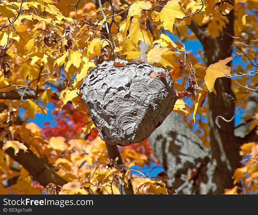 Hornet Nest