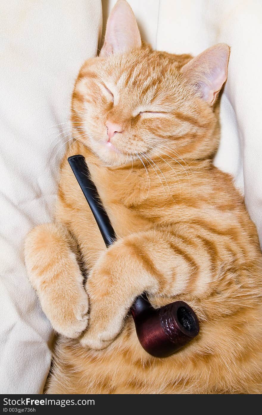 Redhead cat with pipe