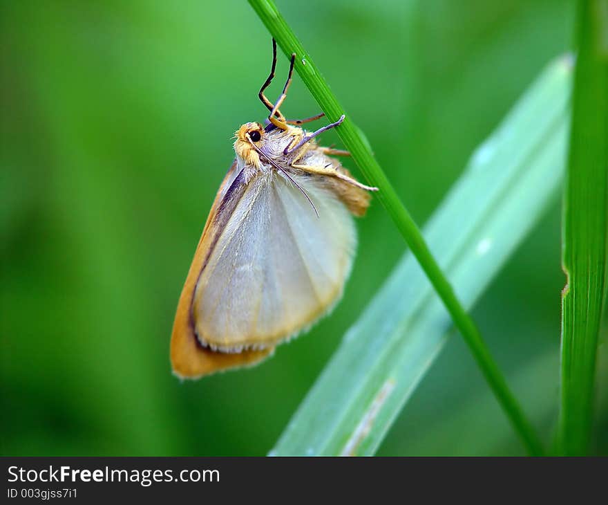 Butterfly Diacrisia sannio (Arctiidae) is photographed in Moscow areas (Russia). Meets often. Original date/time: 2002:06:25 08:25:26. Butterfly Diacrisia sannio (Arctiidae) is photographed in Moscow areas (Russia). Meets often. Original date/time: 2002:06:25 08:25:26.