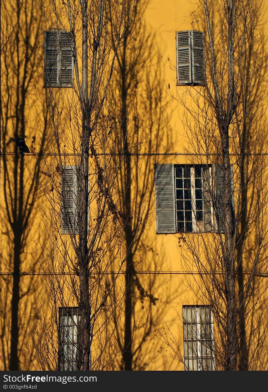 Windows beyond trees