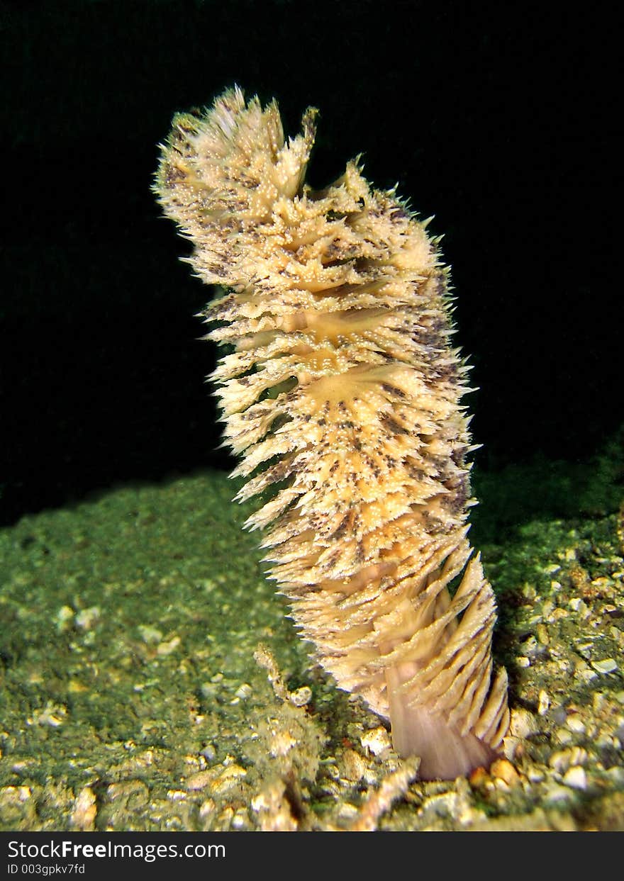 Sea Pen