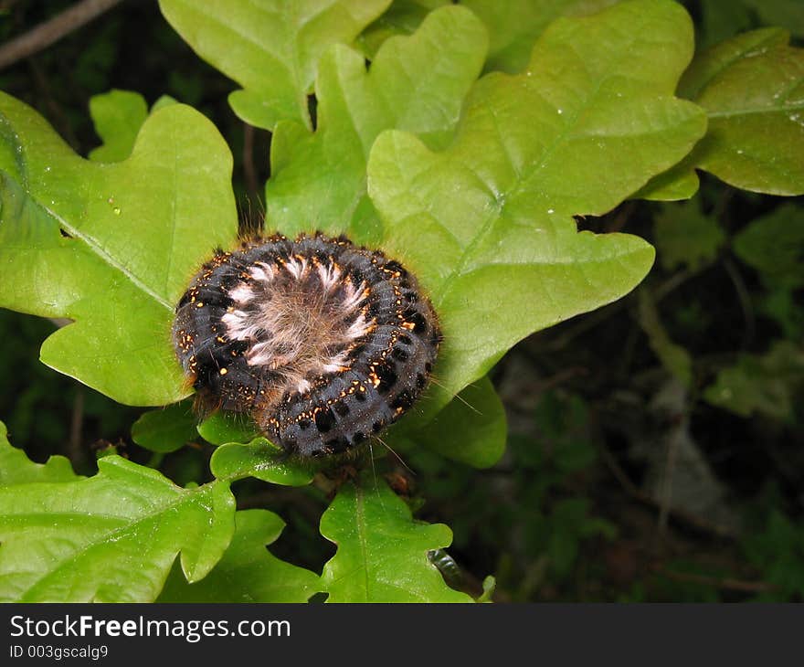 Caterpillar