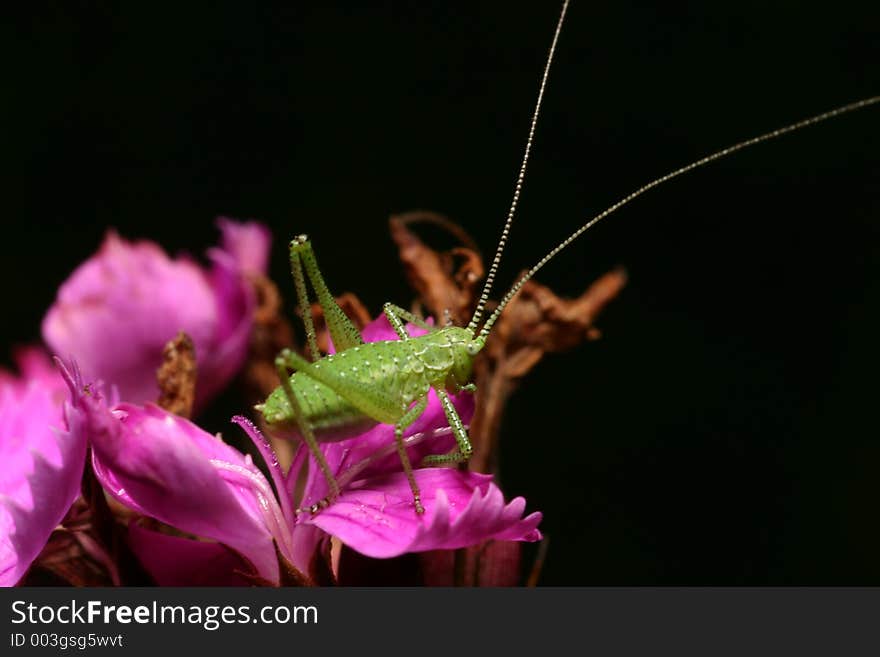 Grasshopper larvae