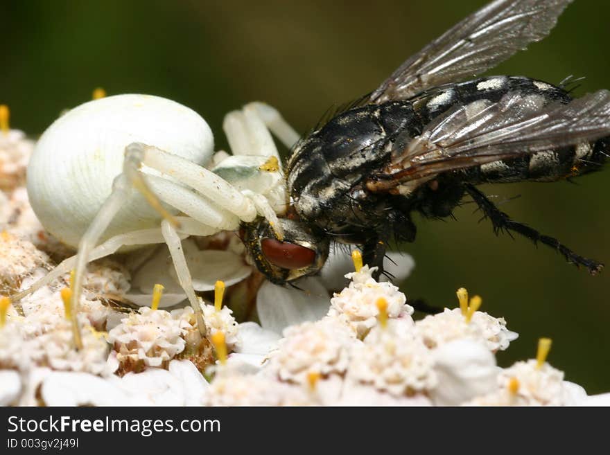 Crab Spider