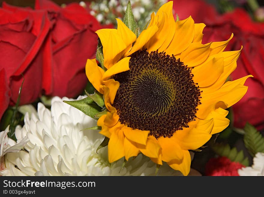 Flowers 011 sunflower