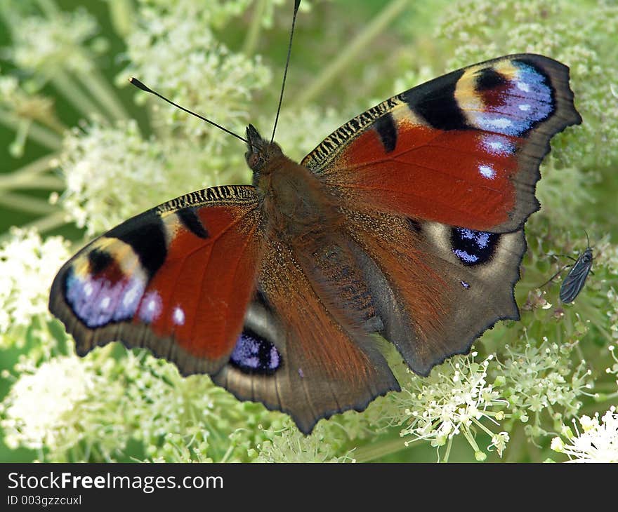 The widespread butterfly. The photo is made in Moscow areas (Russia). Original date/time: 2004:07:31 10:58:24. The widespread butterfly. The photo is made in Moscow areas (Russia). Original date/time: 2004:07:31 10:58:24.