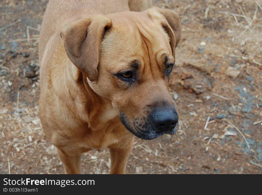 Portrait of a dog. Portrait of a dog.