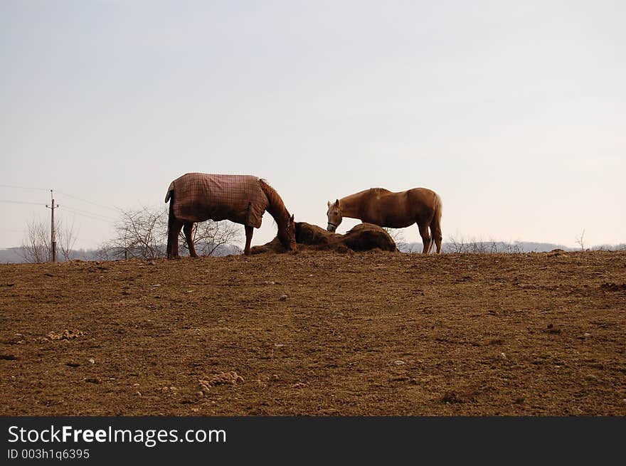 Two horses eating hay up on the ridge of the pasture. Two horses eating hay up on the ridge of the pasture.