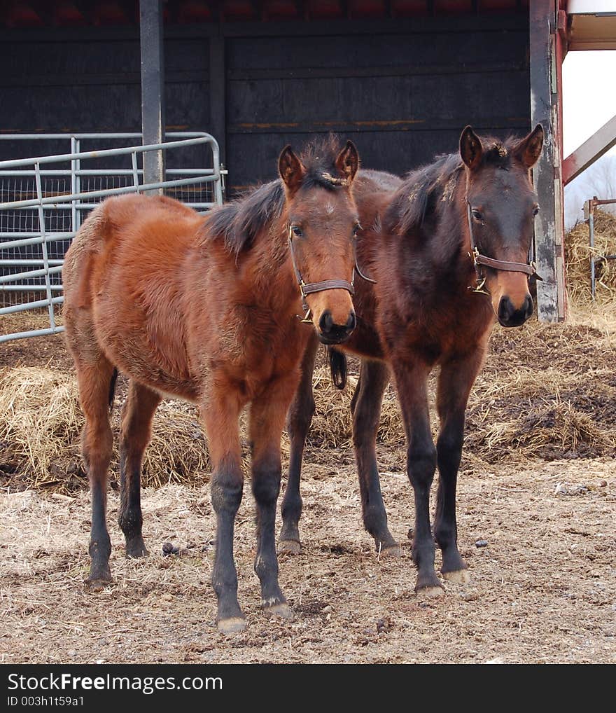 9 month old mares in the pasture. 9 month old mares in the pasture.