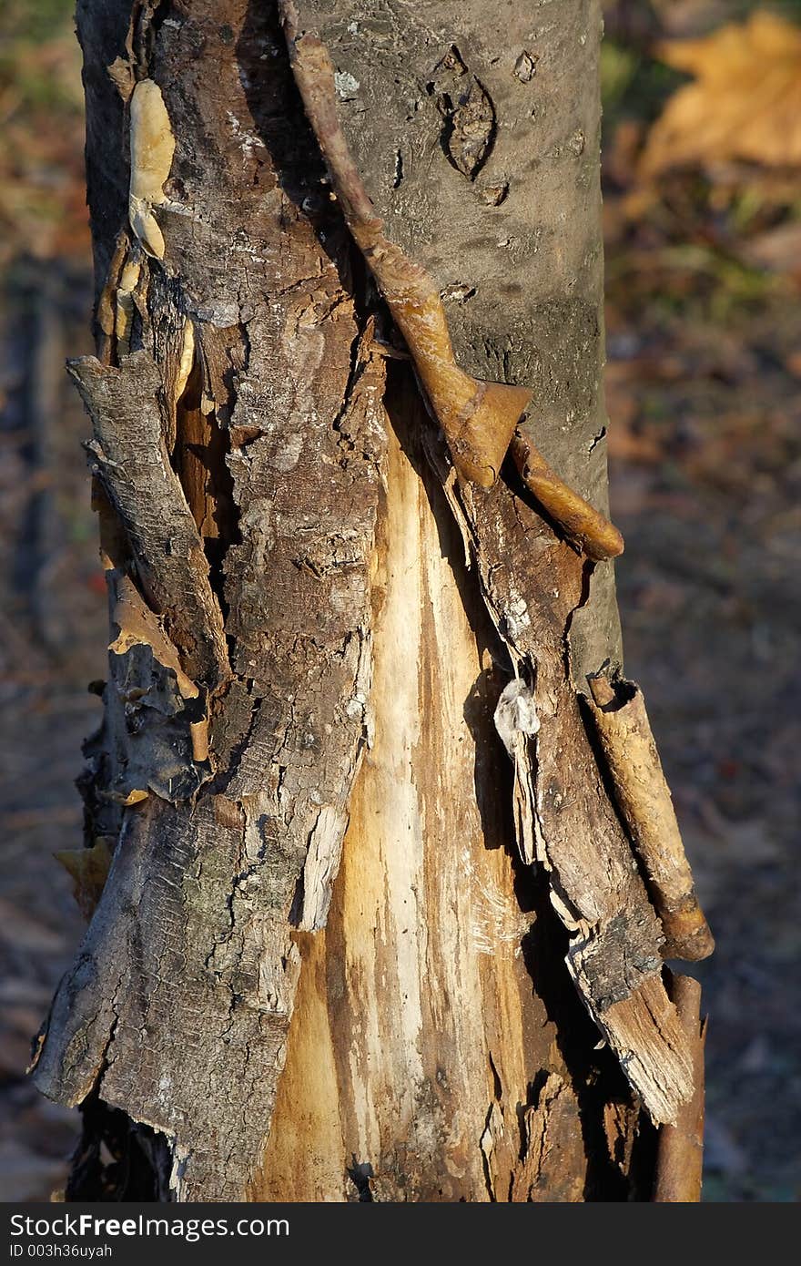 Wooden texture of the old tree