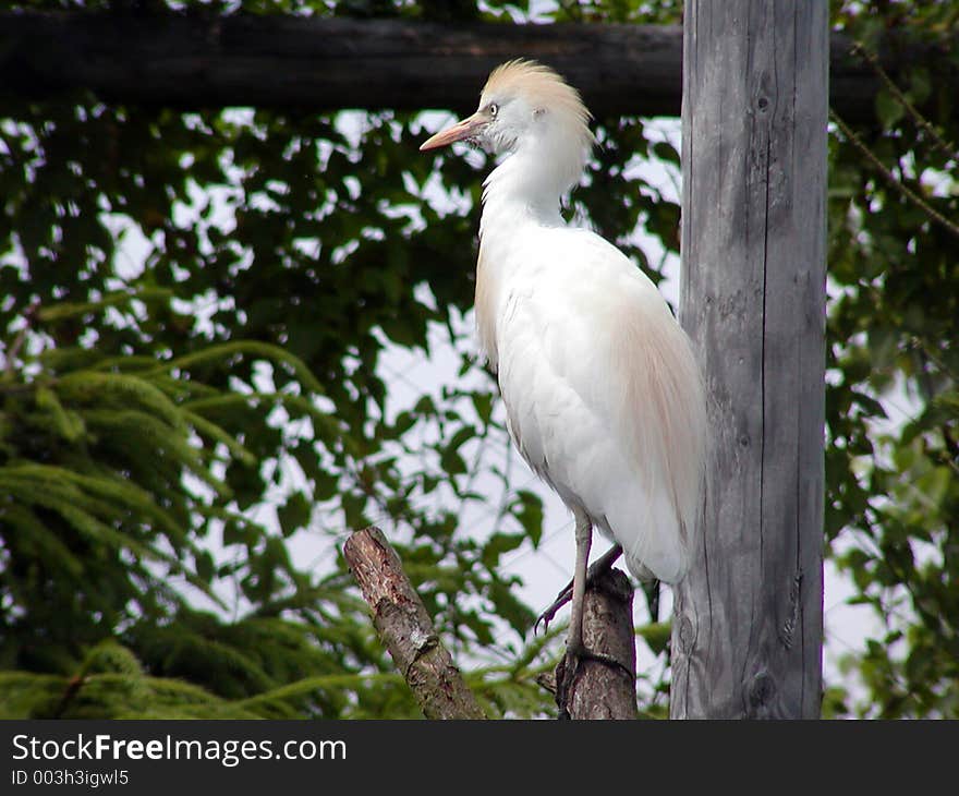 Great Egret