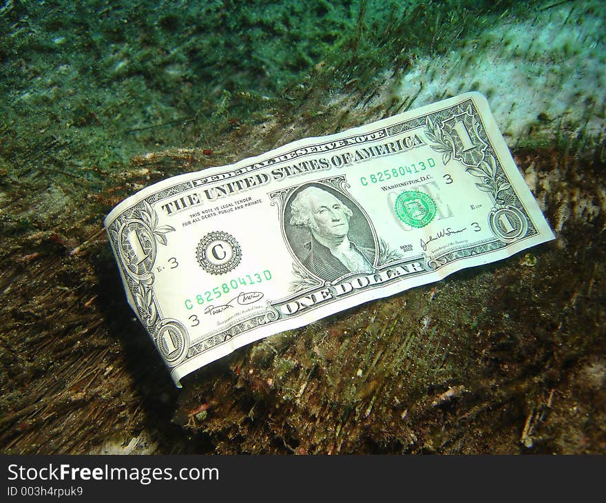 Dollar Bill on Submerged log.