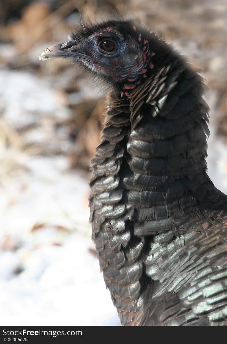 Turkey walking around in the snow.