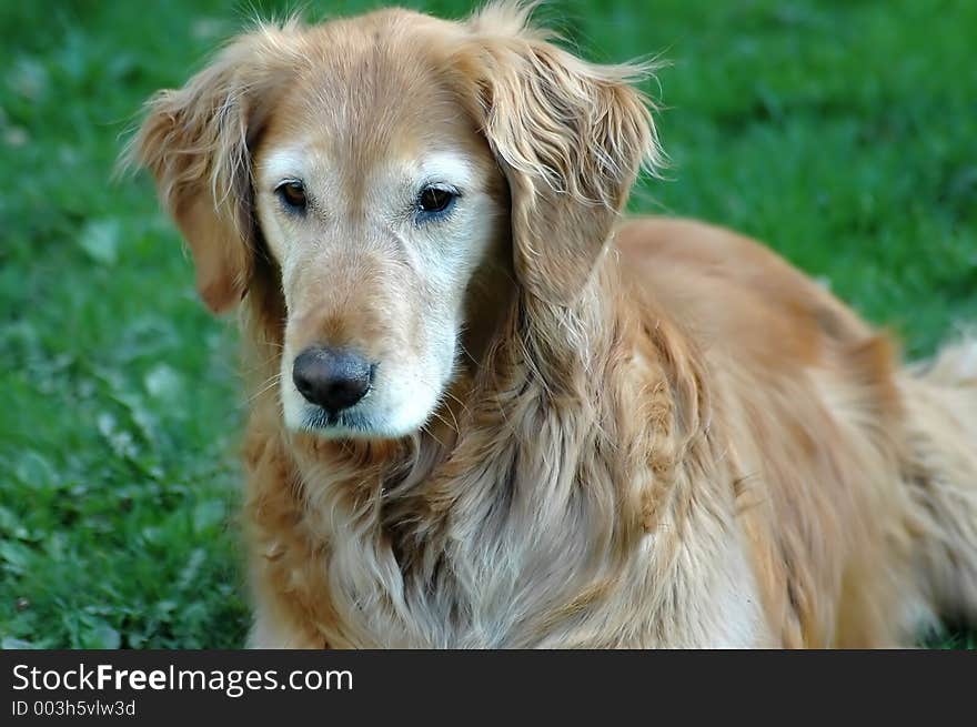 Golden retriever