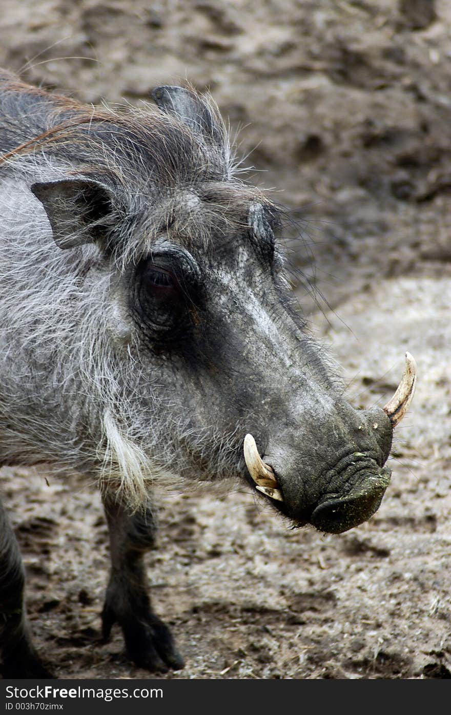 Animal - Warthog ( Phacochperus africanus)