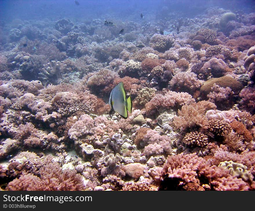 Beautiful seascape with little fish