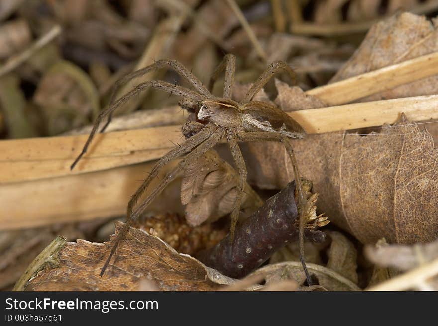 Hunting wolf spider, lycosidae