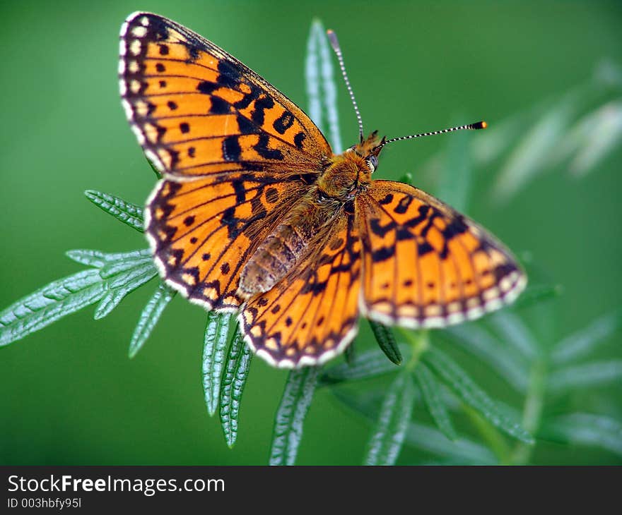 The small butterfly. The small butterfly.