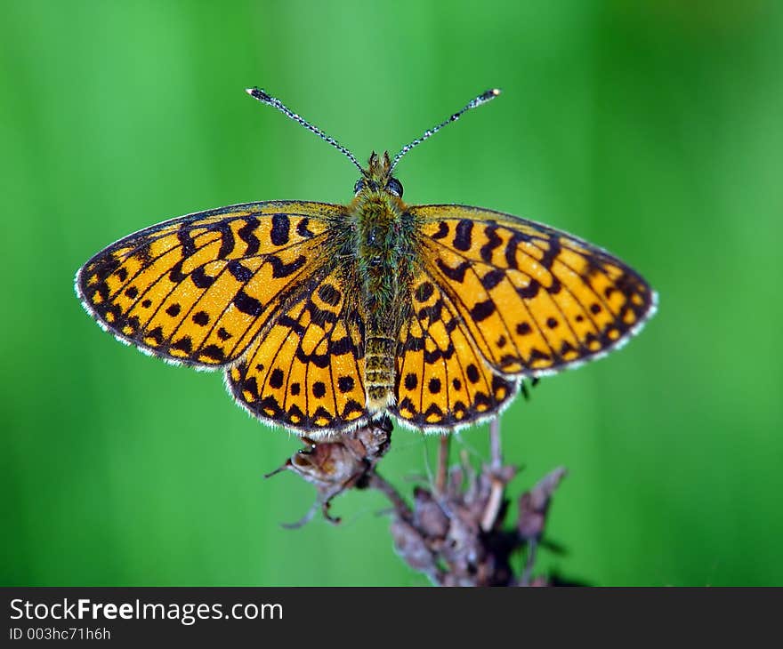 The small butterfly. Meets often. The photo is made in Moscow areas (Russia). Original date/time: 2003:07:05 07:35:51. The small butterfly. Meets often. The photo is made in Moscow areas (Russia). Original date/time: 2003:07:05 07:35:51