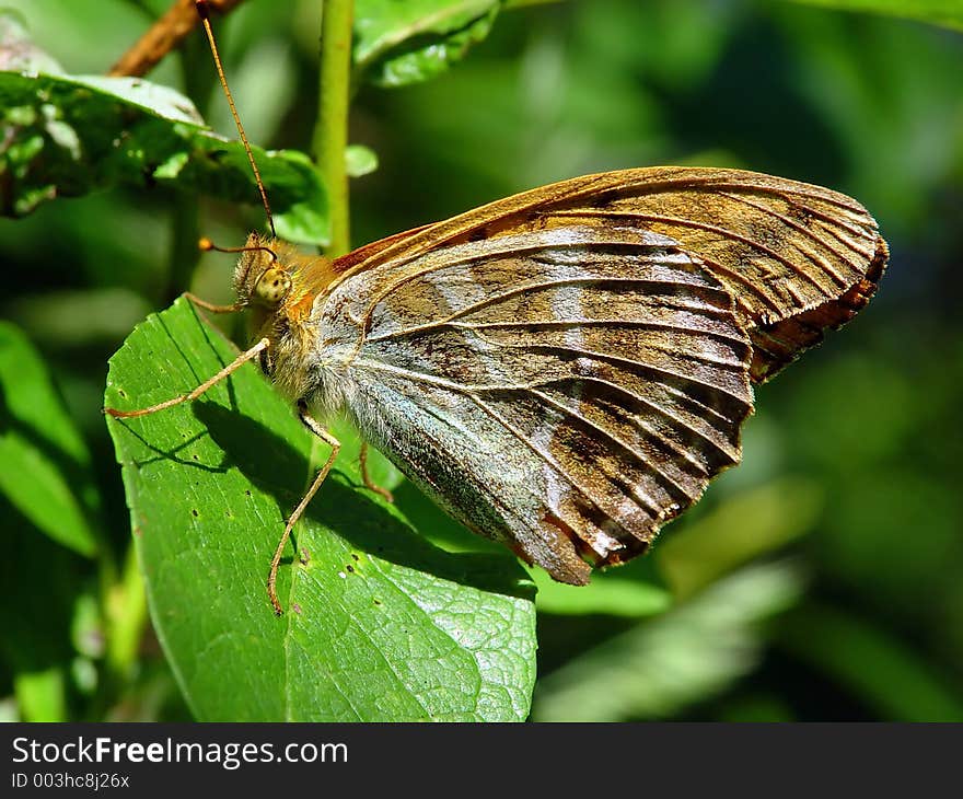 The widespread butterfly, meets on glades. The photo is made in Moscow areas (Russia). Original date/time: 2003:08:01 10:03:11. The widespread butterfly, meets on glades. The photo is made in Moscow areas (Russia). Original date/time: 2003:08:01 10:03:11