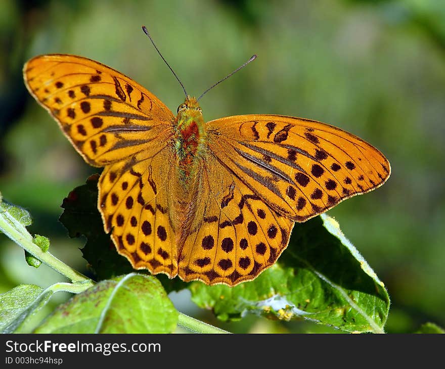 Argynnis paphia.