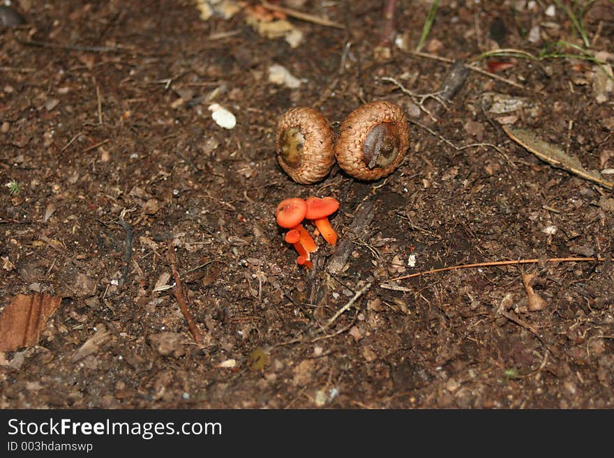 Miniature Mushrooms