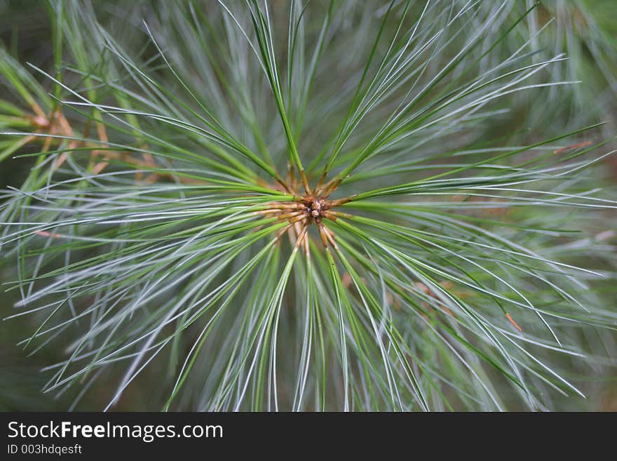 Close up of pine needles. Close up of pine needles