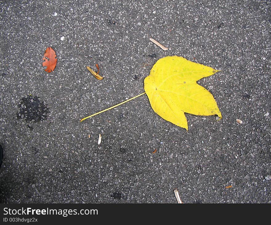 Yellow Leaf