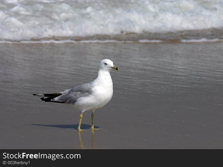 Surf Gull