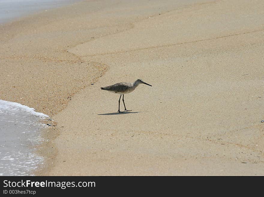 Willet