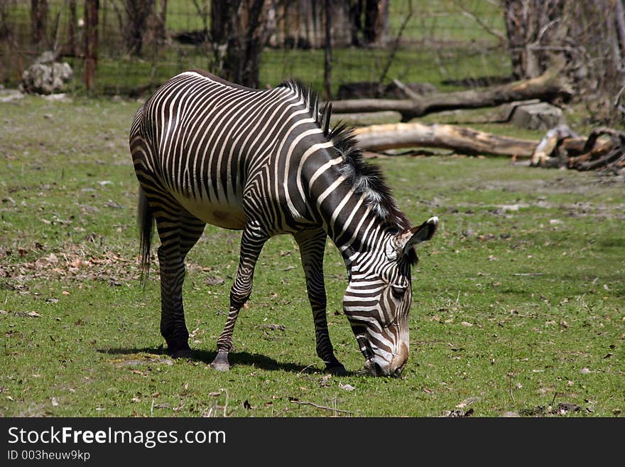 Zebra Eating