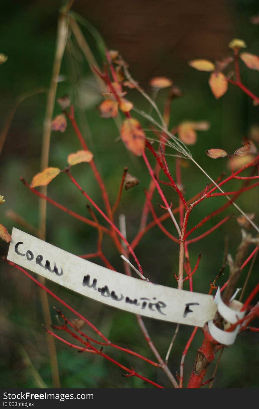 An exotic shrub in a garden with plant name tag. An exotic shrub in a garden with plant name tag.