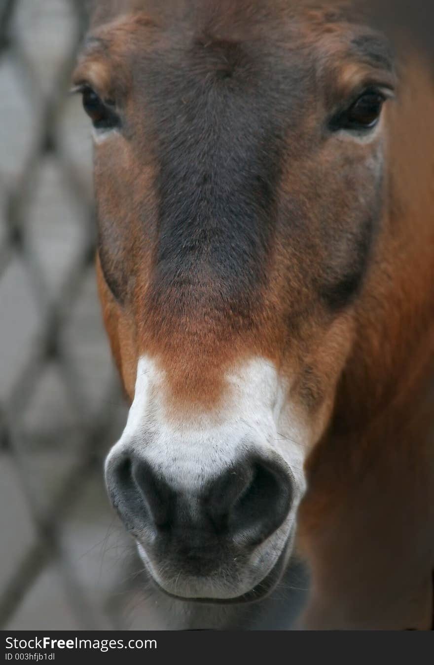 Horse of Przevalsky