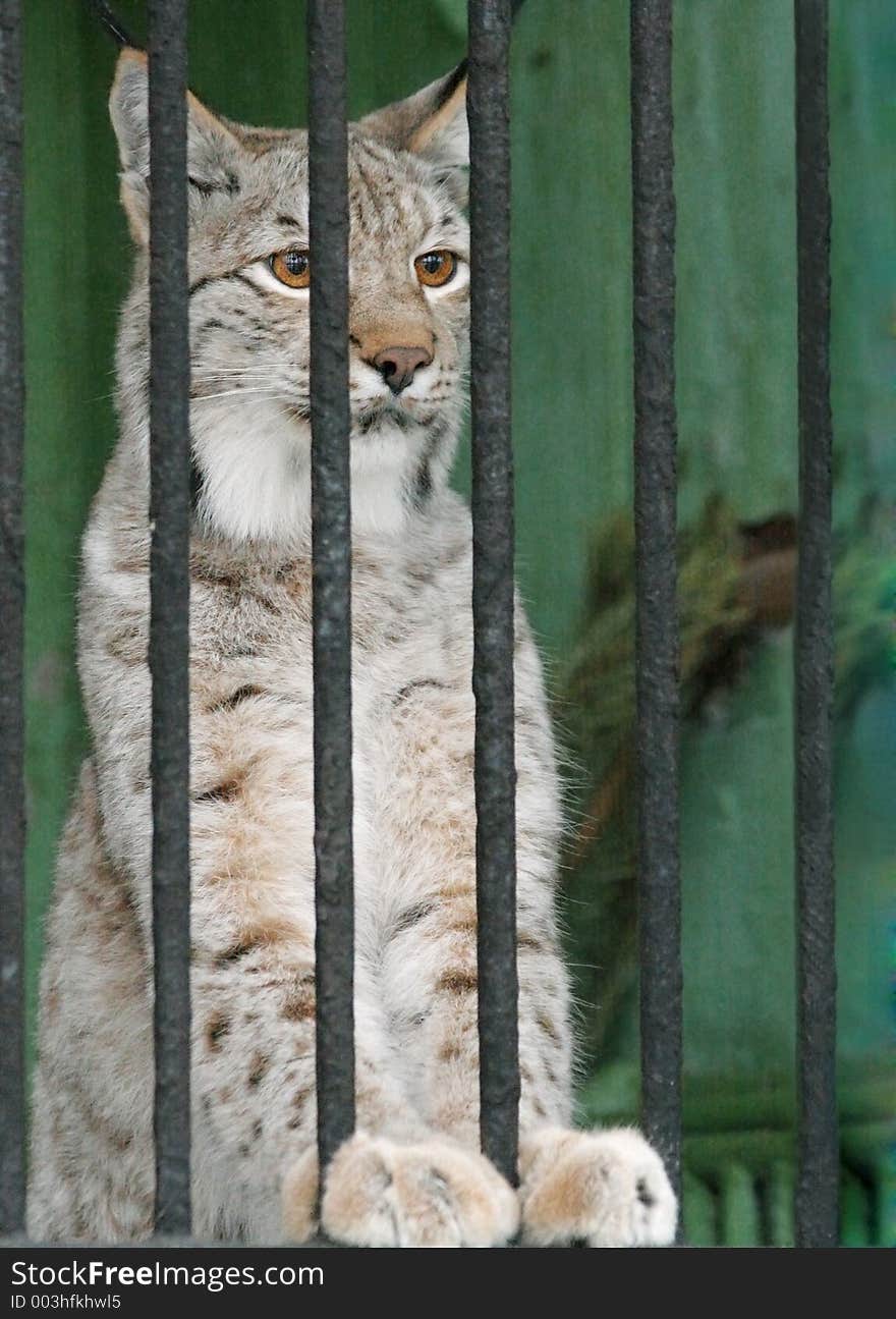 Lynx in a cage. Lynx in a cage