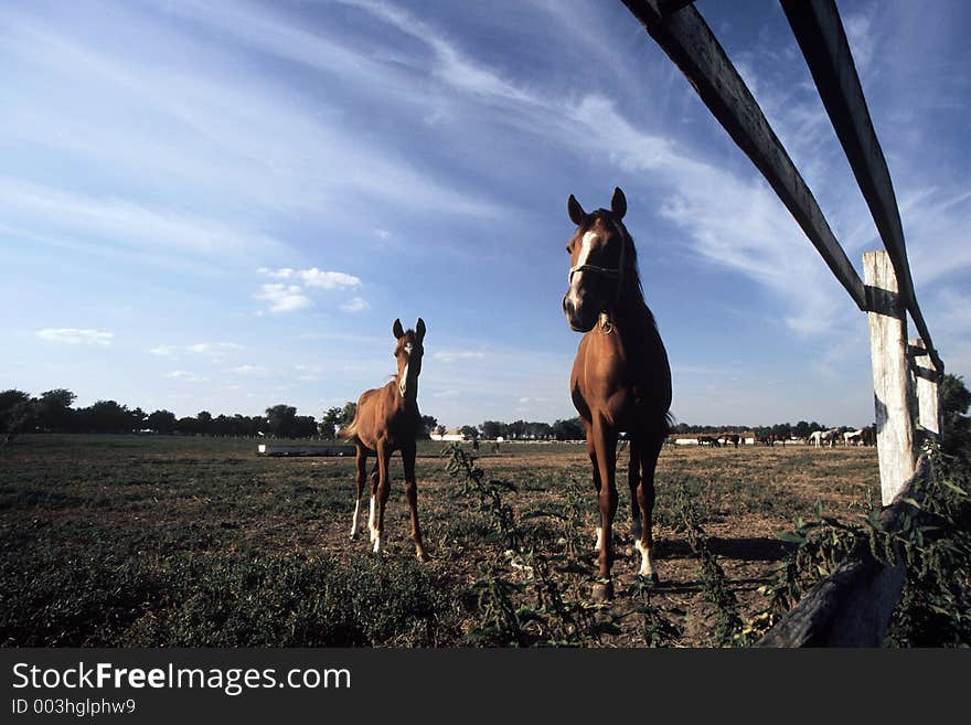 Horse with baby. Horse with baby