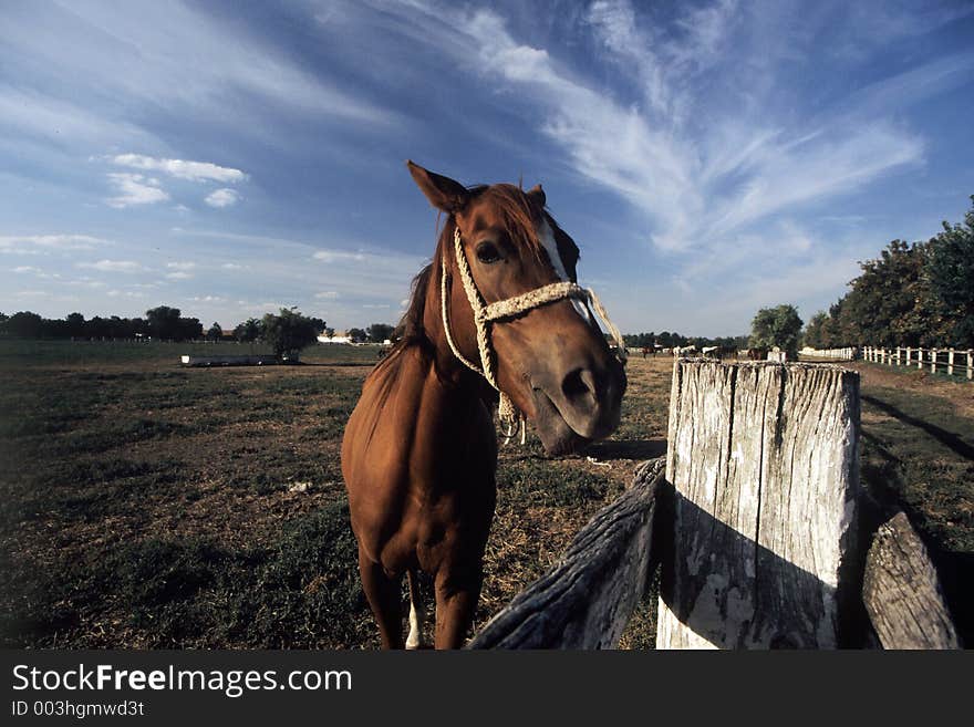 Portrait of horse