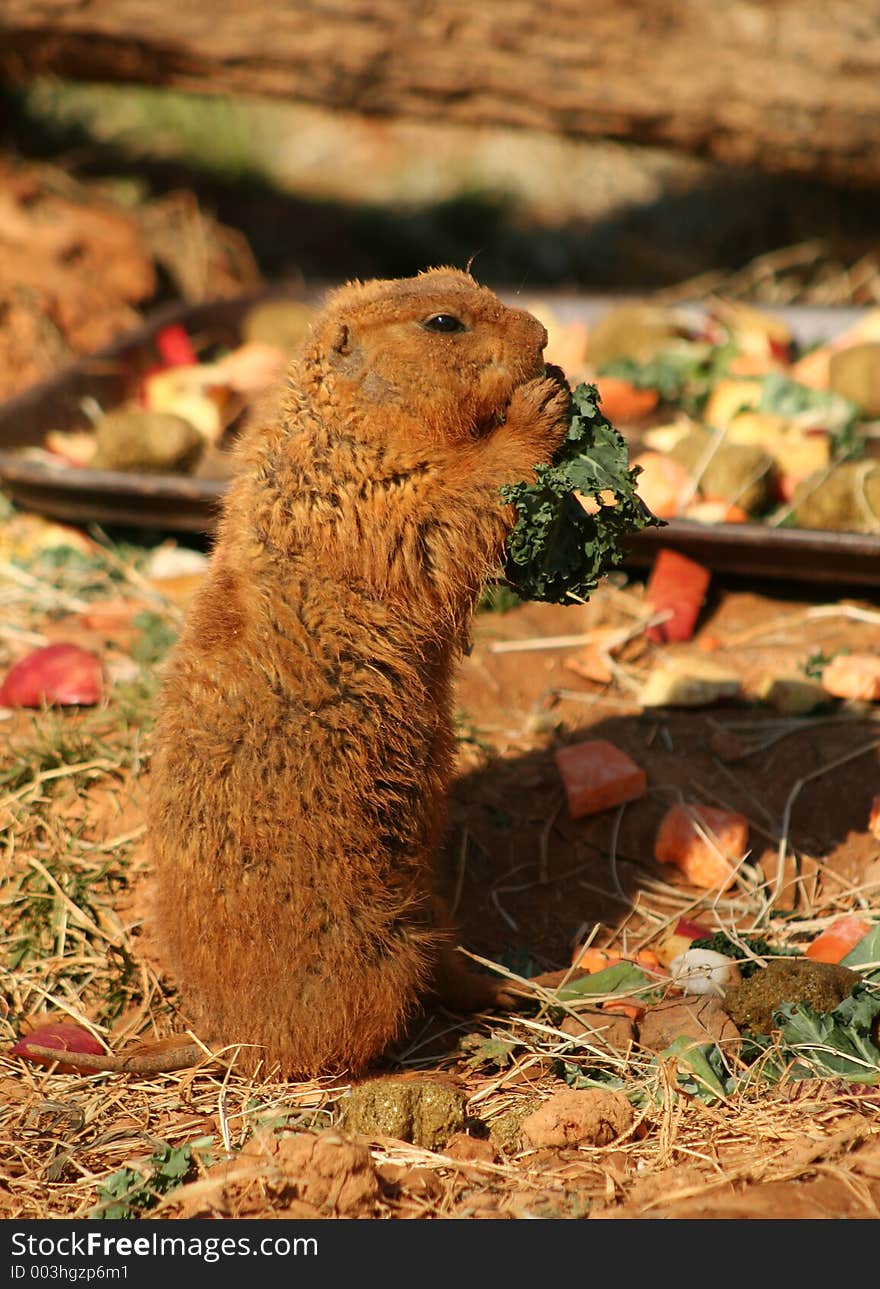 Trip to the Salad Bar