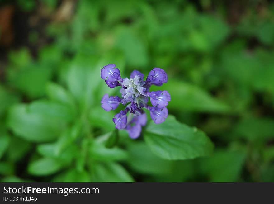 Purple Flower Found at Fort Canning Park. Purple Flower Found at Fort Canning Park.