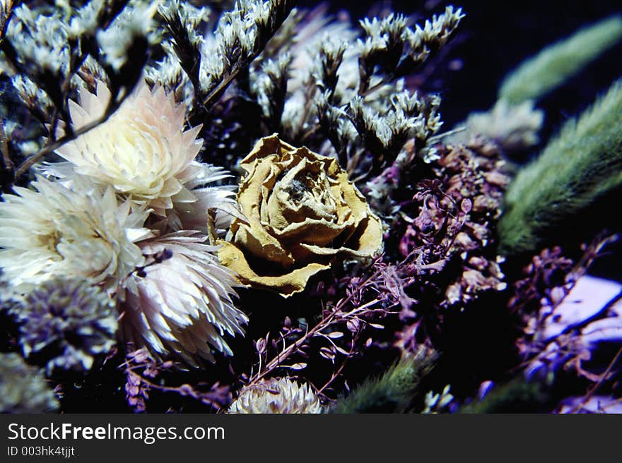 Bouquet of dryed flowers. Bouquet of dryed flowers