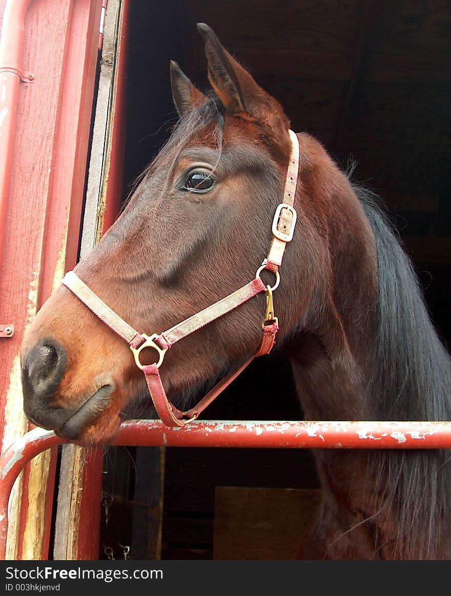 This young horse is watching the track waiting for his turn to race. This young horse is watching the track waiting for his turn to race.