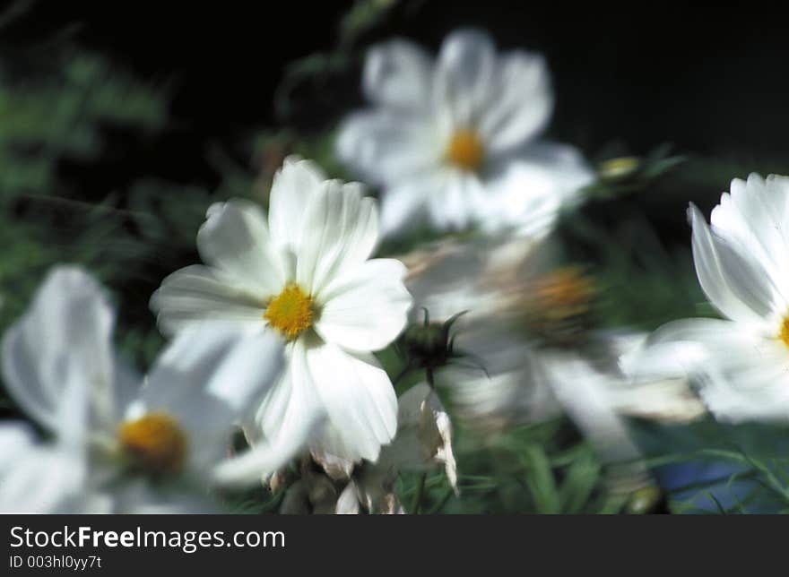 White flowers in the wind. White flowers in the wind