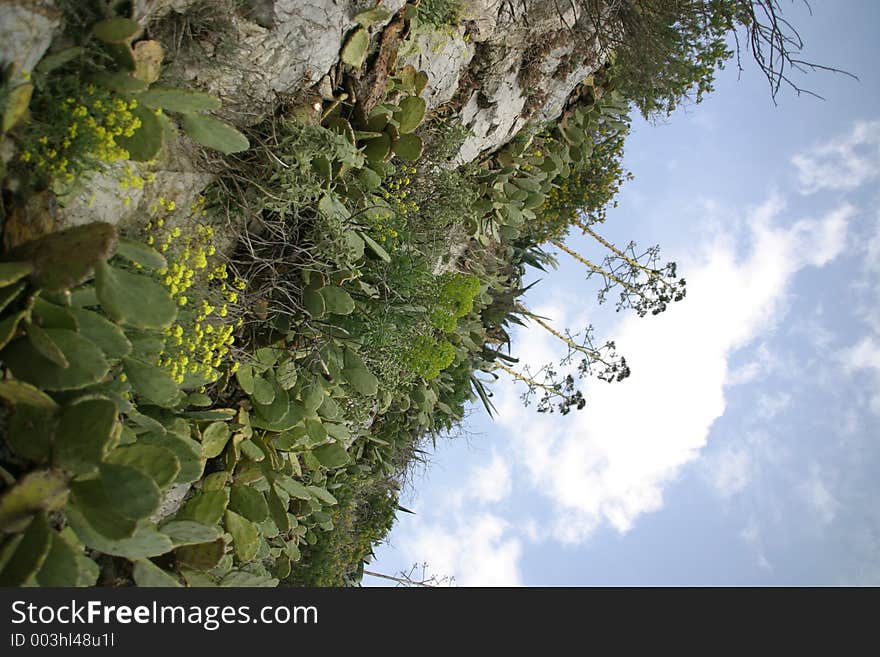 Hill full of agava plants