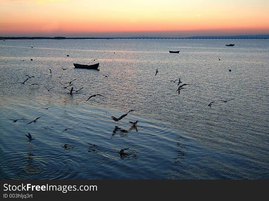 Dinner of the seagulls at sunset